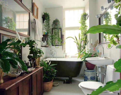 Nên trồng cây gì trong nhà vệ sinh vừa xanh, vừa sạch?