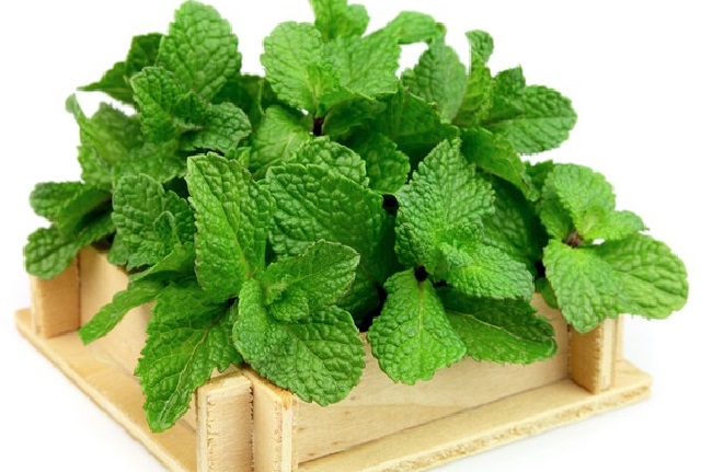 nen-trong-cay-gi-trong-nha-ve-sinh-3 Cây bạc hà